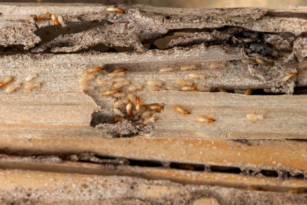 Best Pest Control for Businesses  in Northampton, PA
