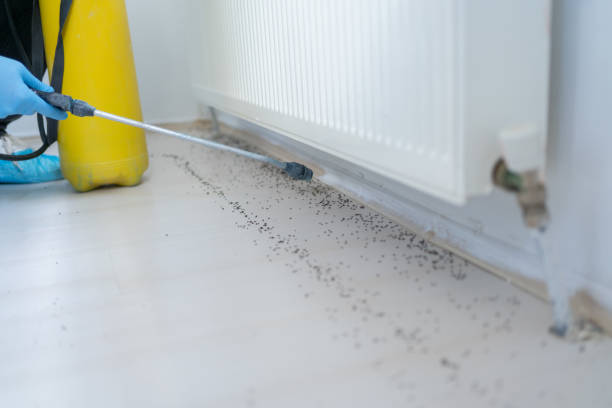 Best Termite Control Services  in Northampton, PA